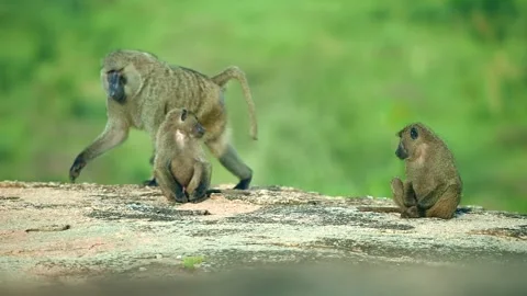 Baboons Papio Anubis Resting and Walking on Rocky Terrain in 4k Telephoto Stock Footage 338266771