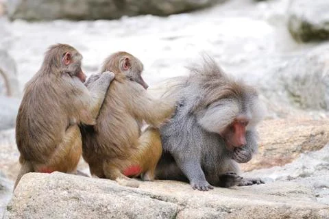 Baboons Stock Photos