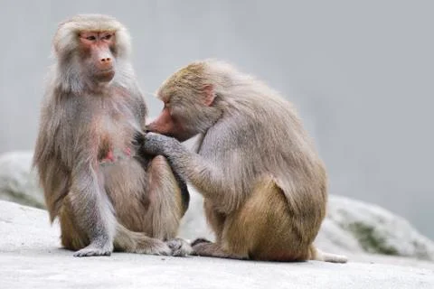 Baboons Stock Photos