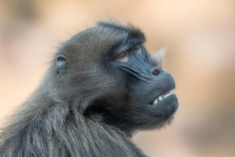 Baboons Stock Photos