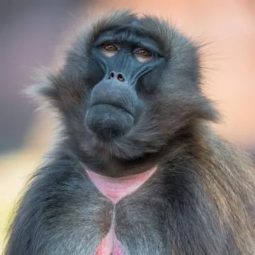 Baboons Stock Photos