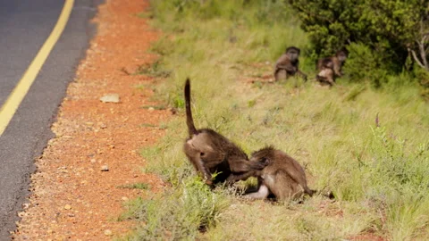 Baboons Play Fighting On The Road Stock Footage 236511913