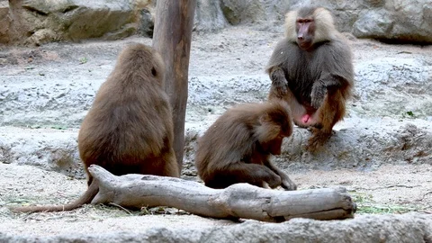 Baboons playing and fighting with each other Stock Footage 88157173