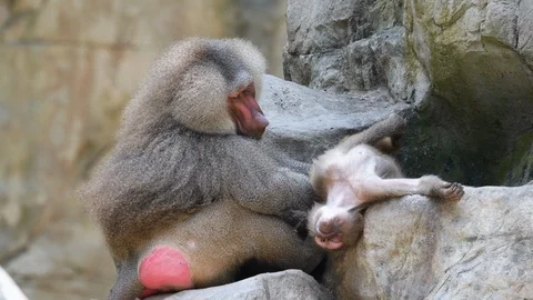 Baboons playing and fighting with each other Stock Footage 88157691