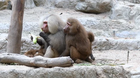 Baboons playing and fighting with each other Stock Footage 88158654