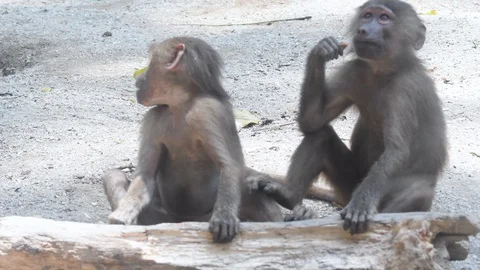 Baboons playing and fighting with each other Stock Footage 88159387