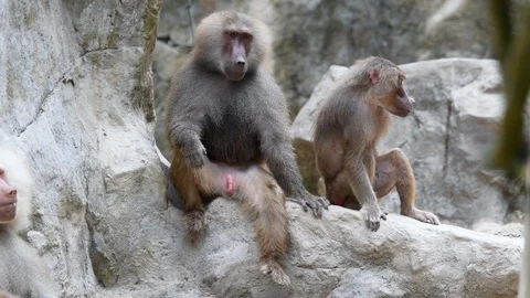 Baboons playing and fighting with each other Stock Footage 88159426