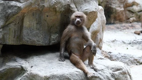 Baboons playing and fighting with each other Stock Footage 88159982