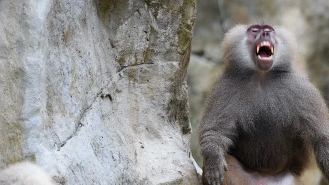 Baboons playing and fighting with each other Stock Footage 88160559