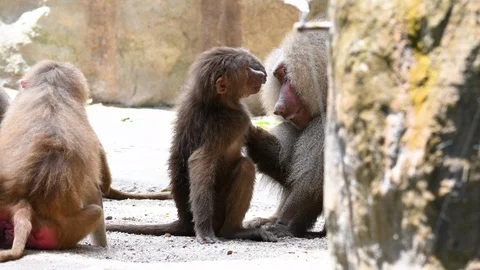Baboons playing and fighting with each other Stock Footage 88160625