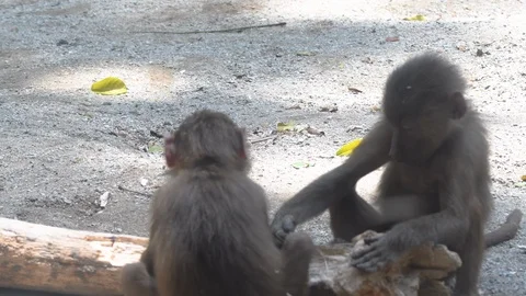 Baboons playing and fighting with each other Stock Footage 88161508