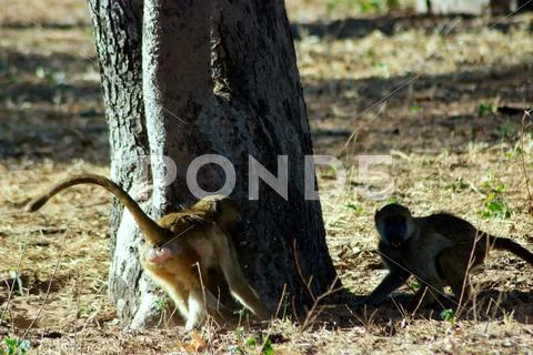 Baboons Playing Stock Photos