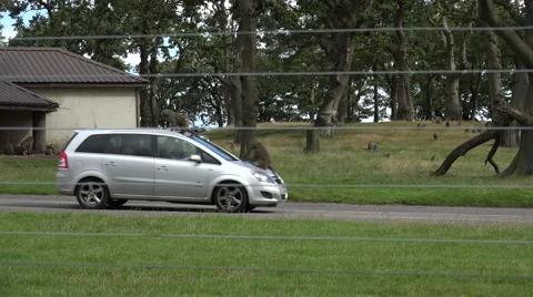 Baboons ride on car and pull off windscreen wipers Stock Footage 42272291