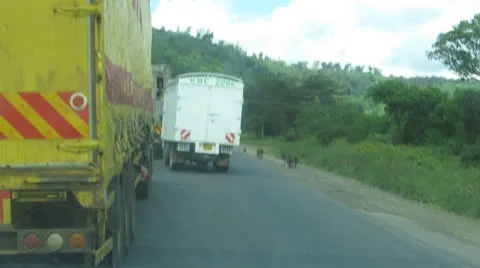 Baboons on the road Видео 24382912