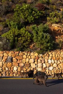 Baboons on the roadside Stock Photos