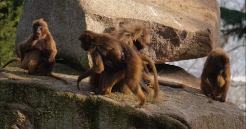 Baboons on a rock  Stock Footage 234182390