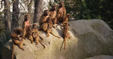 Baboons on a rock Stock Footage 234182638