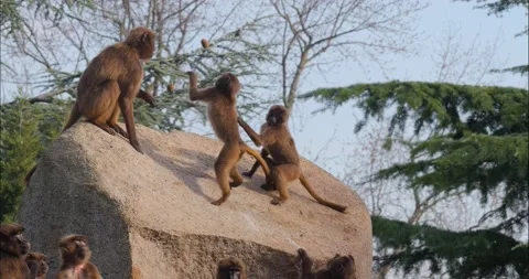 Baboons on a rock Stock Footage 234183083