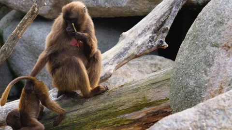 Baboons on a rock Stock Footage 252558287
