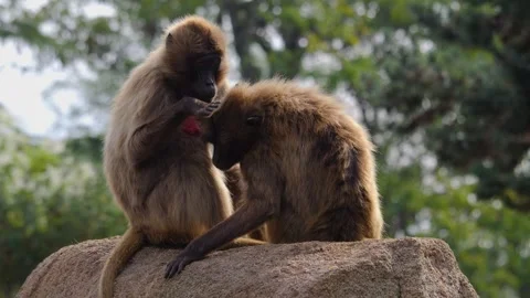 Baboons on a rock Stock Footage 252558794