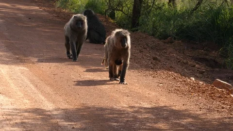 Baboons running in front of hidden Camera Stock Footage 125132212