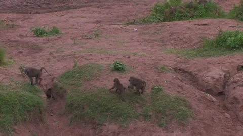 Baboons screaming and chase each other Stock Footage 172160089