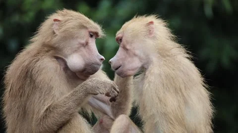 Baboons share grooming behavior in dense forest vegetation 스톡 동영상 338011270