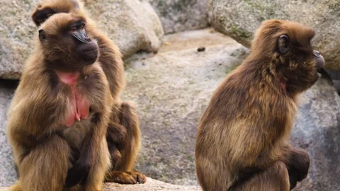 Baboons sitting around Stock Footage 261189547