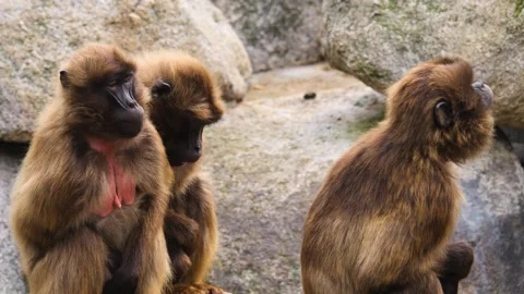 Baboons sitting around Stock Footage 261220262