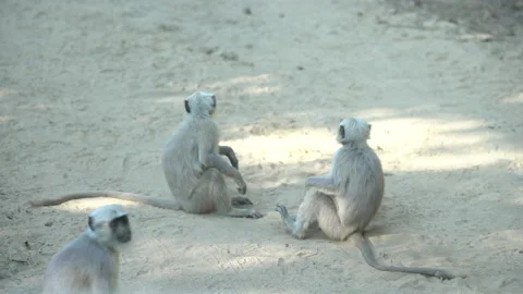 Baboons sitting Vídeos de archivo 208635760