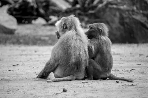 Baboons sitting on ground Stock Photos