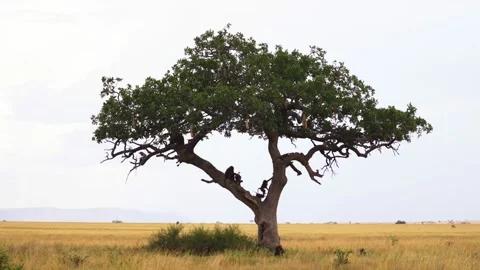 Baboons sitting on a kigelia tree Stock-Footage 139287368