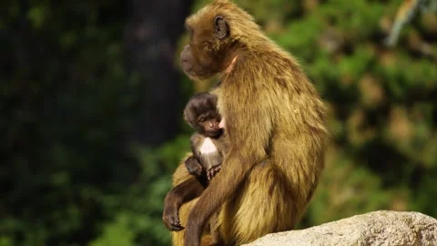 Baboons sitting on a rock Video stock 272790725
