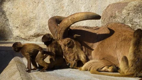 Baboons sitting on a rock Video stock 272791407