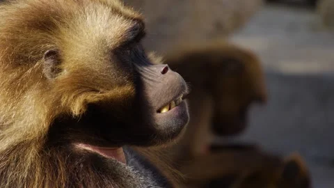 Baboons sitting on a rock Stock Footage 272791729