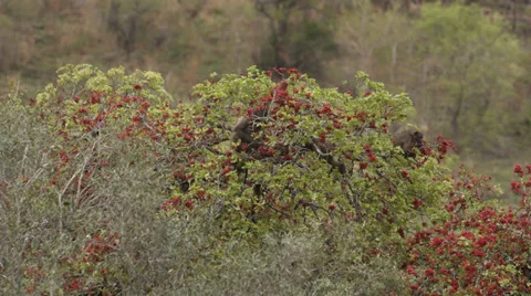 Baboons sitting in a tree and eating Stock Footage 32131186