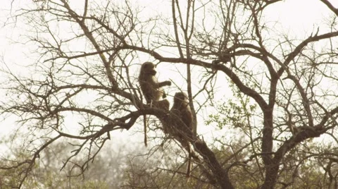 Baboons Sitting in Tree Scratching Tummy- Slow Motion Stock Footage 55633356