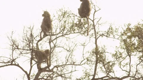 Baboons Sitting in Tree - Slow Motion Stock Footage 55632865