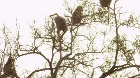 Baboons Sitting in Tree - Slow Motion Stock Footage 55633234