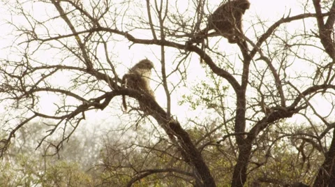 Baboons Sitting in Tree - Slow Motion Stock Footage 55633652
