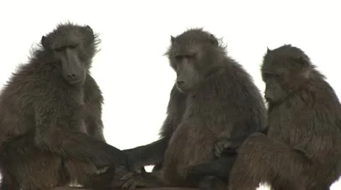 Baboons together Stock Footage 10969819