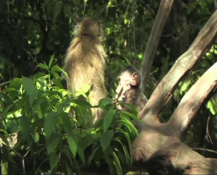Baboons in a tree Stock Footage 610480