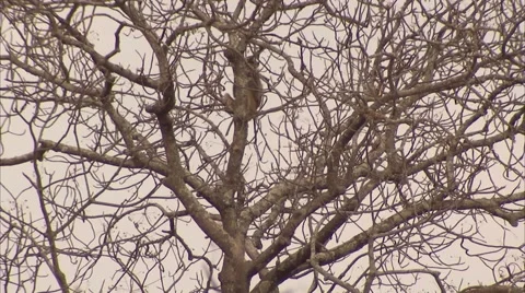 BABOONS IN A TREE: Stock Footage 50621121