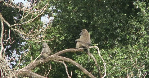 BABOONS IN TREE Stock Footage 256574526