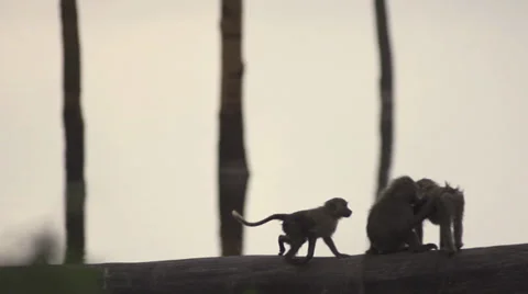 Baboons on a tree trunk Stock Footage 33539091