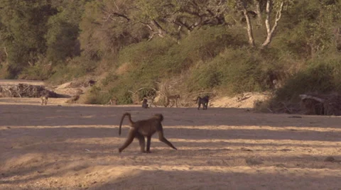 Baboons tribe crossing river bed 動画素材 27232468
