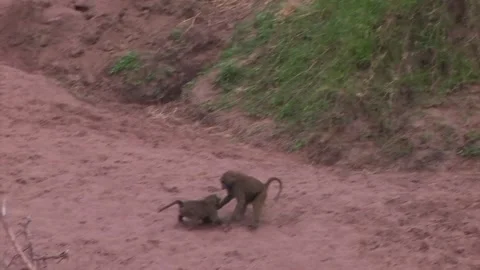 Baboons two juveniles playing and chasing each other Stock Footage 172160139