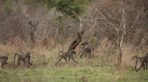 Baboons walking across the screen 動画素材 32124927