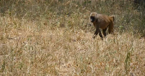 Baboons walking Stock Footage 60596140
