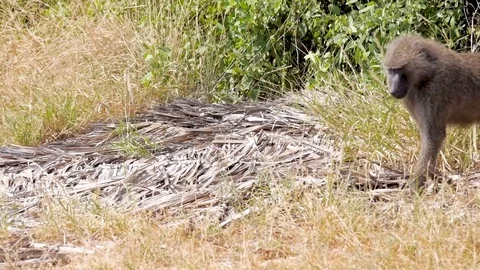 Baboons walking through grass in Samburu Kenya Africa Stock Footage 78190166